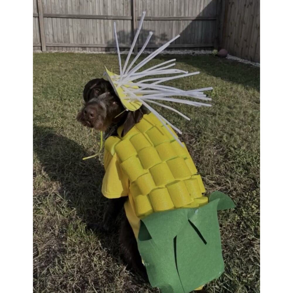Handmade Corn Costume Dog Halloween Corn Dog costume Medium Size Dog 40-50 Lbs - Picture 6 of 7